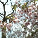 まだ早いでしょうが、桜を見に行ってきました。