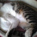 ネコちゃんず171日目