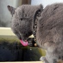 馬鹿が真面目にやった結果　“めだか観察員の憂鬱”　の巻