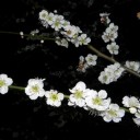 馬鹿が真面目にやった結果　“めだか観察員の憂鬱”　の巻