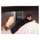ネコちゃんず172日目