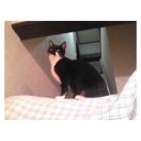 ネコちゃんず169日目