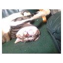 ネコちゃんず166日目