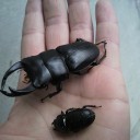 オオクワとヒラタがお亡くなりに・・・