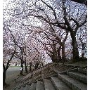 花見