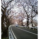 花見