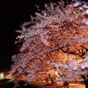 桜の話