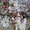 桜の花を見下ろせば