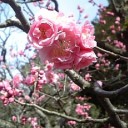 春ですねぇ〜〜