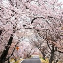 くもりぞらさくら　　transmissive　glossology