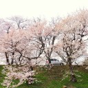 くもりぞらさくら　　transmissive　glossology