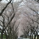 桜のトンネル