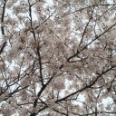 桜のトンネル