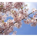 桜の季節