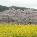明日香逍遥