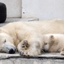 円山動物園まで散歩