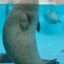 円山動物園まで散歩