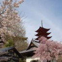 さくらの旅