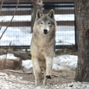 円山動物園まで散歩（続き）