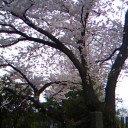 花粉に負けず