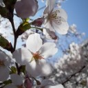 花散らし。