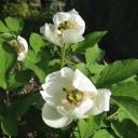 牡丹開花まであと少し