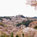 桜の山　　various  color