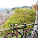 桜の山　　various  color