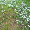 Spring out