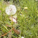 Spring out
