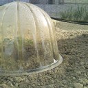 おとんとおかんの家庭菜園１
