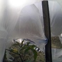 おとんとおかんの家庭菜園１