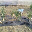 おとんとおかんの家庭菜園3