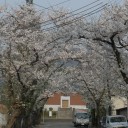 今年も平地よりやや遅れて