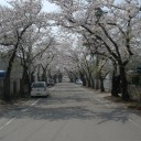 今年も平地よりやや遅れて