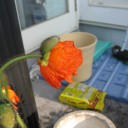 暁のくぱぁ
