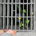 ぎったんぎったんだっていいじゃない　“窮地は快楽の泉”　の巻