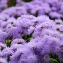 月曜〓花と写真と〓