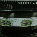 ノコギリクワガタ産卵確認！