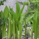 月はどっちに出ている　“一寸先も見えないほにゃらら”　の巻