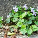 馬鹿につける薬なし　“オカアサン言葉を失う”　の巻