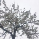 桜がやっと咲きました。