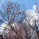 やっと開花