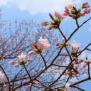 やっと開花