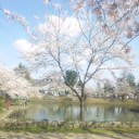 そしてこの桜