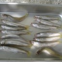 初物　稚鮎