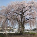 北海道一のしだれ桜を観てきた