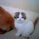 　どようびのにゃんこ史上
