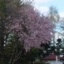 ５月１４日