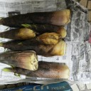立てなければ匍匐前進　“三歩進んで二歩下がる”　の巻